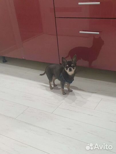 Вязка чихуа