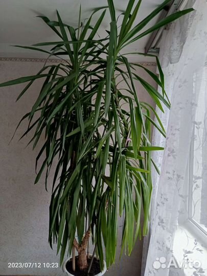 Юкка- Пальма