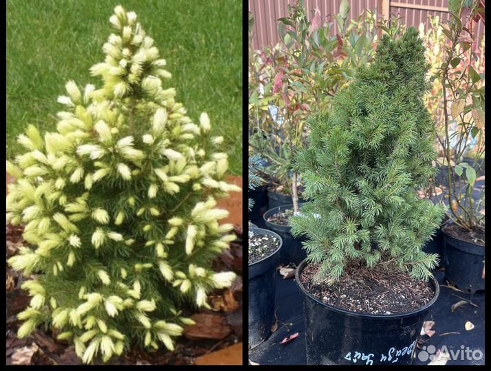 Ель живая