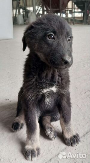 Щенки, потомство собак-охранников