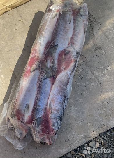 Кета летняя опт