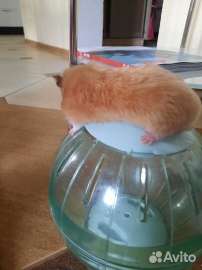 Сирийский хомяк с клеткой