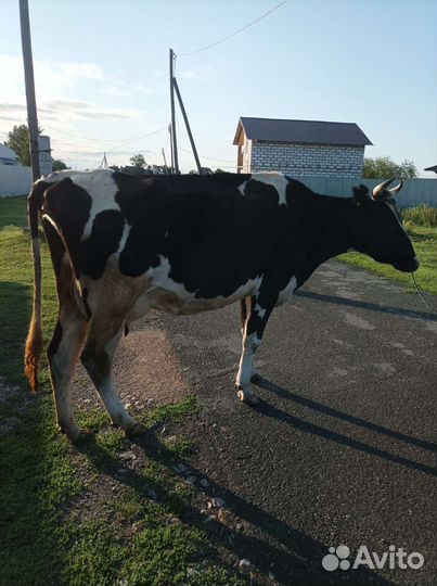 Корова высокоудойная, стельная. 70 т.р с.Огневское