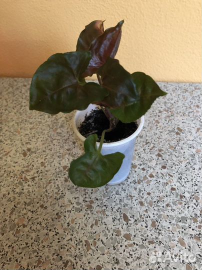 Сингониум Мария Берри Ред Эрроу Моттлед ред Харт