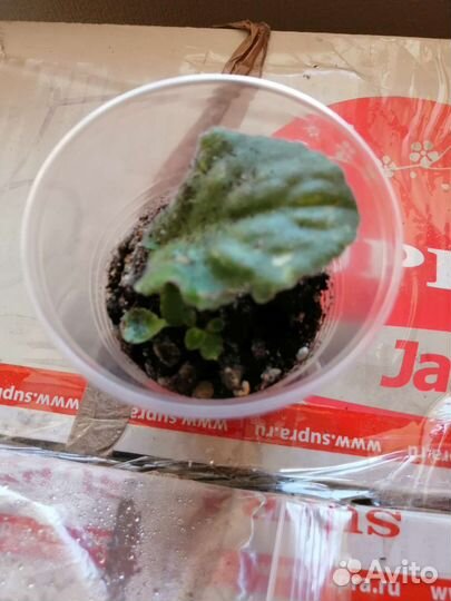 Фиалки: листики и детки