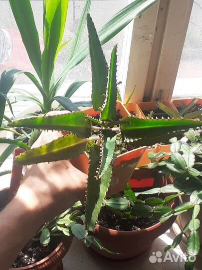 Каланхоэ перистое лечебное