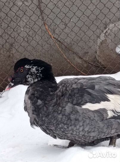 Инкубационное яйцо индоутки