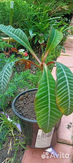 Молочай беложильчатый