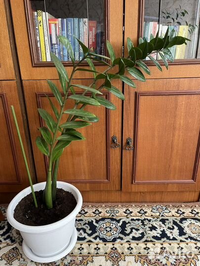 Замиокулькас- долларовое дерево