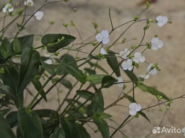 Традесканция гибазис Bridal veil