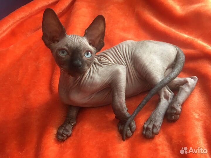 Котенок сфинкс