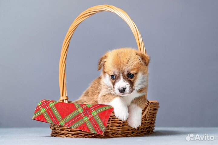 Щенки коржики