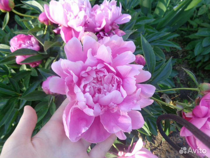 Рассада цветов