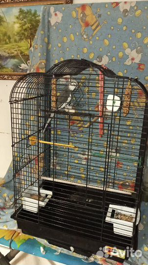 Говорящий попугай с клеткой, корелла