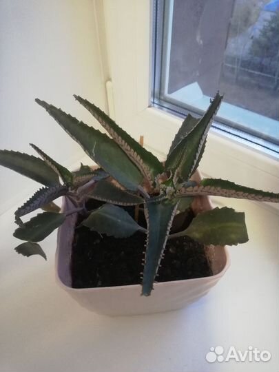 Каланхоэ лечебное