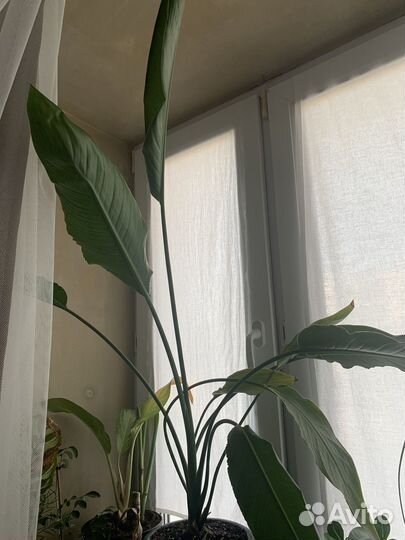 Стрелиция Регина