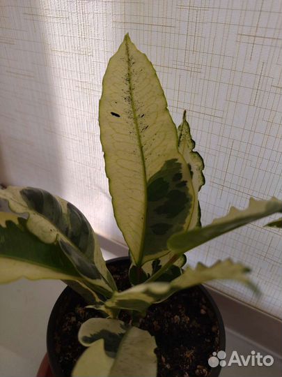 Кодиеум кротон