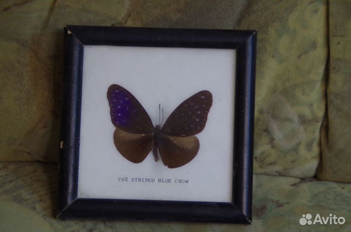 Ван Гог печать на холсте, бабочка в рамке, рамки