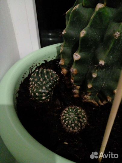 Комнатные цветы молочай