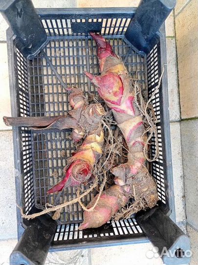 Клубни Канны