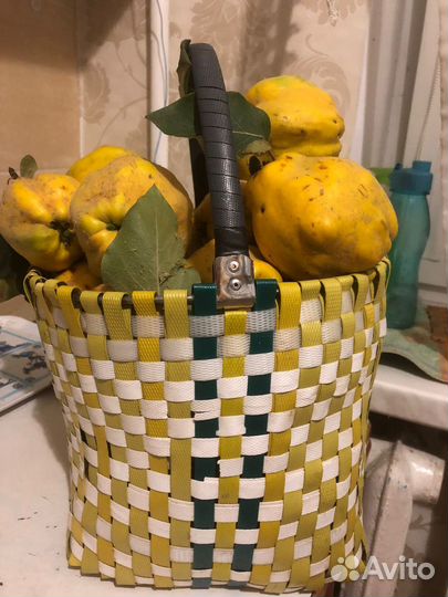 Айва со своего участка