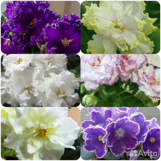 Наборы Листиков Суперских Фиалок - свежий срез