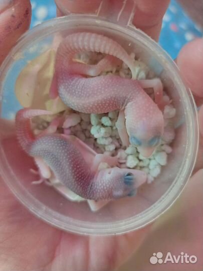 Пятнистые эублефары