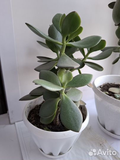 Денежное дерево толстянка