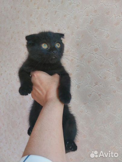 Шотландская вислоухая