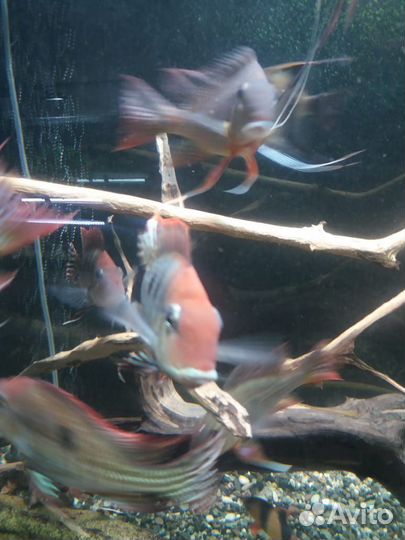 Геофагус Тапажос