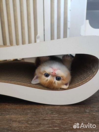 Вольер для домашних животных