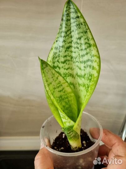 Сансевьерии сортовые