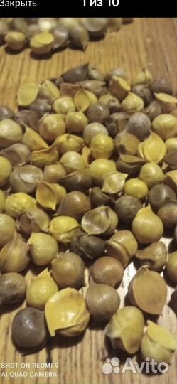 Чеснок гигантский Рокамболь на посадку