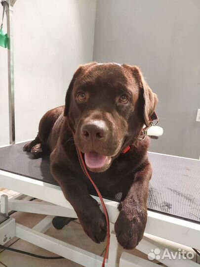 Грумер,стрижка собак, груминг