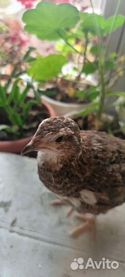 Перепёлки Селадон