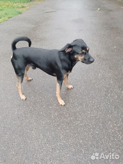 Щенок метис цвергшнауцера