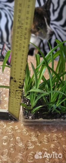 Хлорофиллум