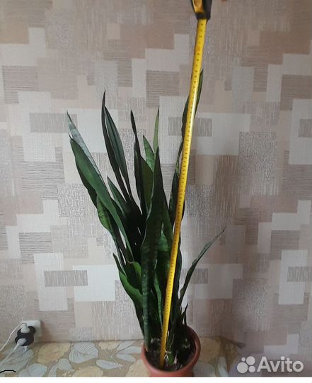 Сансевиерия/щучий хвост/алое Вера,дифенбахия