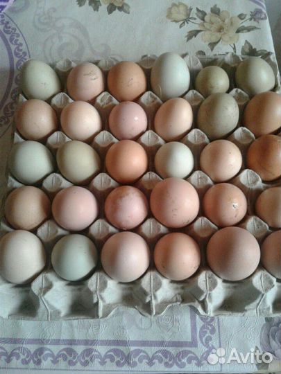 Инкубоционные яицы