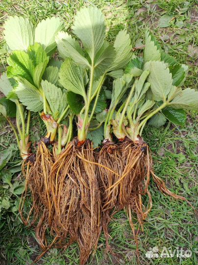 Рассада клубники хоней