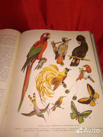 Энциклопедия