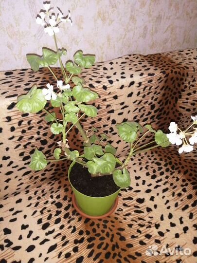 Спатифиллум