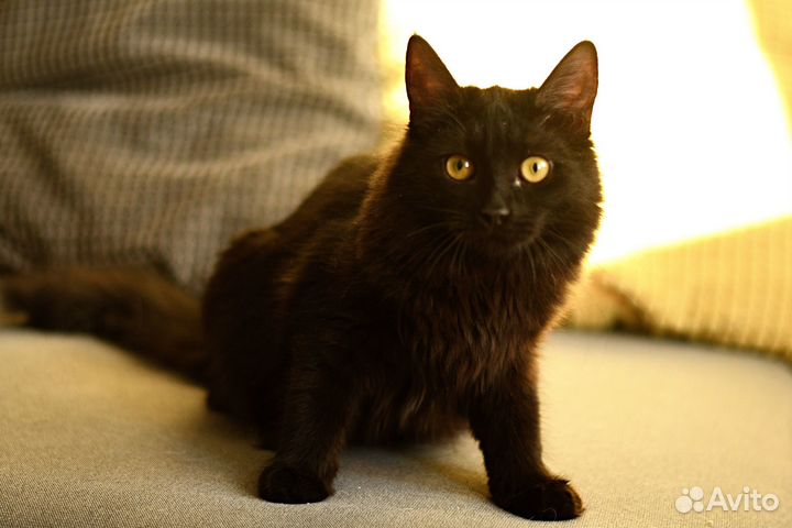 Котенок Нуара в добрые руки