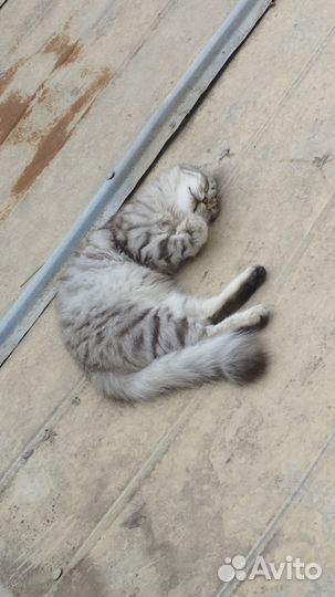 Отдам кошку
