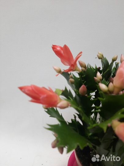 Декабрист шлюмбергера оранжевый