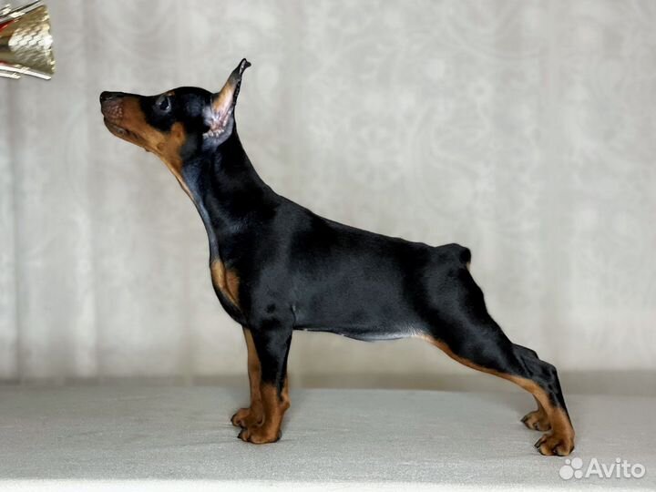 Цвергпинчер