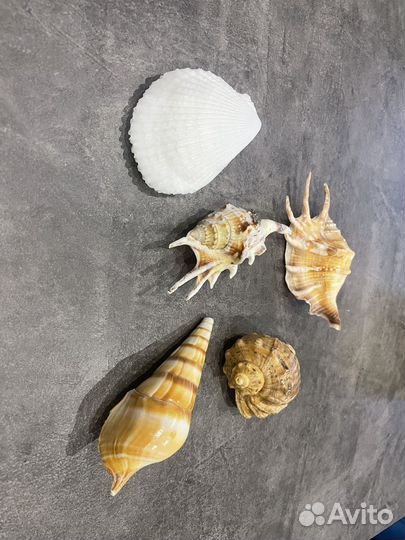 Ракушка морские