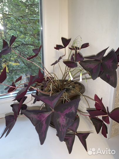 Комнатные цветы