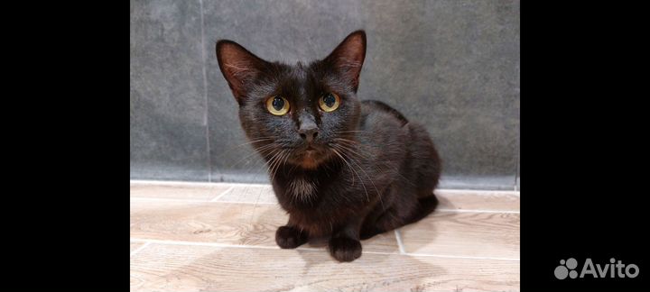 Кошка в добрые руки