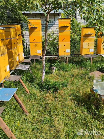 Пчелы и улья